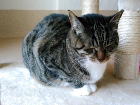 f:id:timshel:20200411075627j:plain f:id:timshel:20200411075627j:plain