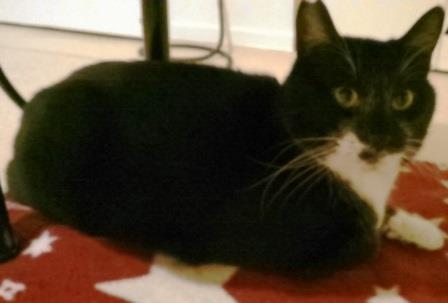 f:id:timshel:20200425211141j:plain