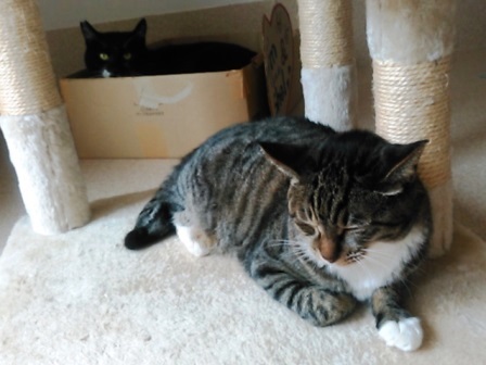 f:id:timshel:20200811020206j:plain f:id:timshel:20200811020206j:plain