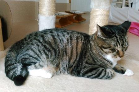 f:id:timshel:20200811034122j:plain f:id:timshel:20200811034122j:plain