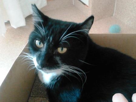 f:id:timshel:20200811034345j:plain f:id:timshel:20200811034345j:plain