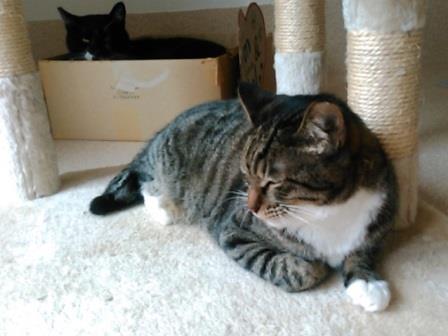 f:id:timshel:20200811035410j:plain f:id:timshel:20200811035410j:plain