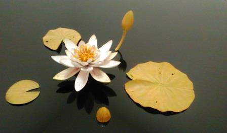 f:id:timshel:20210112215026j:plain