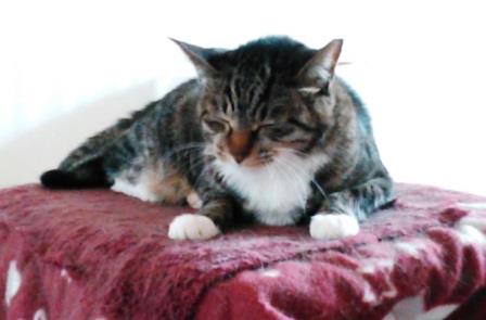 f:id:timshel:20210404132331j:plain