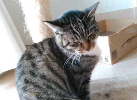 f:id:timshel:20210404142157j:plain