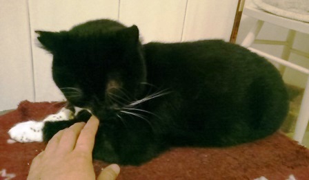 f:id:timshel:20210411235539j:plain