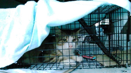 f:id:timshel:20210720004604j:plain