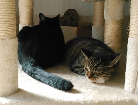 f:id:timshel:20210801211058j:plain