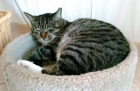 f:id:timshel:20210807155621j:plain