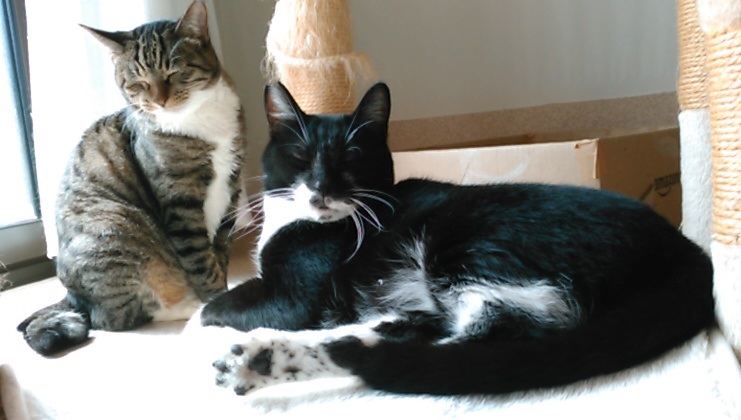 f:id:timshel:20211001173515j:plain