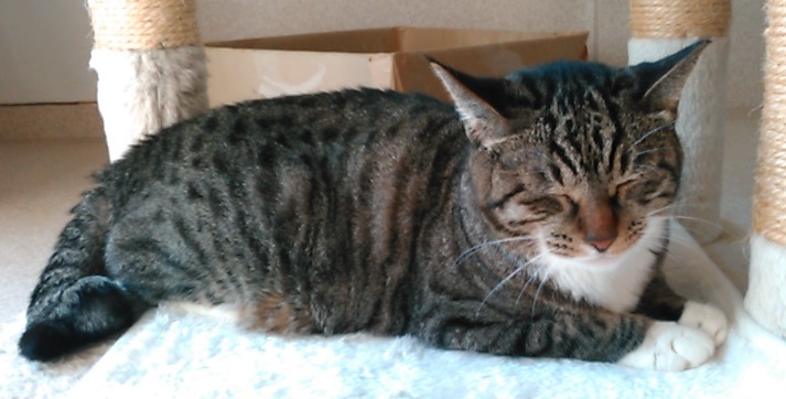 f:id:timshel:20211012194119j:plain