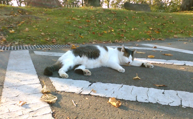 f:id:timshel:20211012232134j:plain