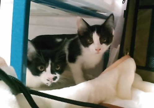 f:id:timshel:20211127034222j:plain