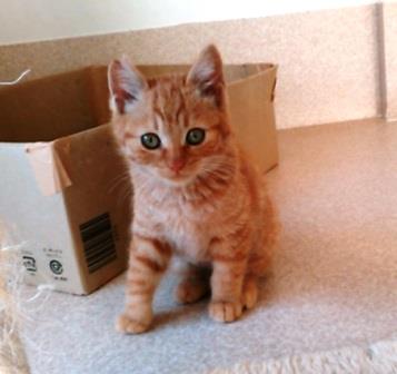 f:id:timshel:20211231174841j:plain