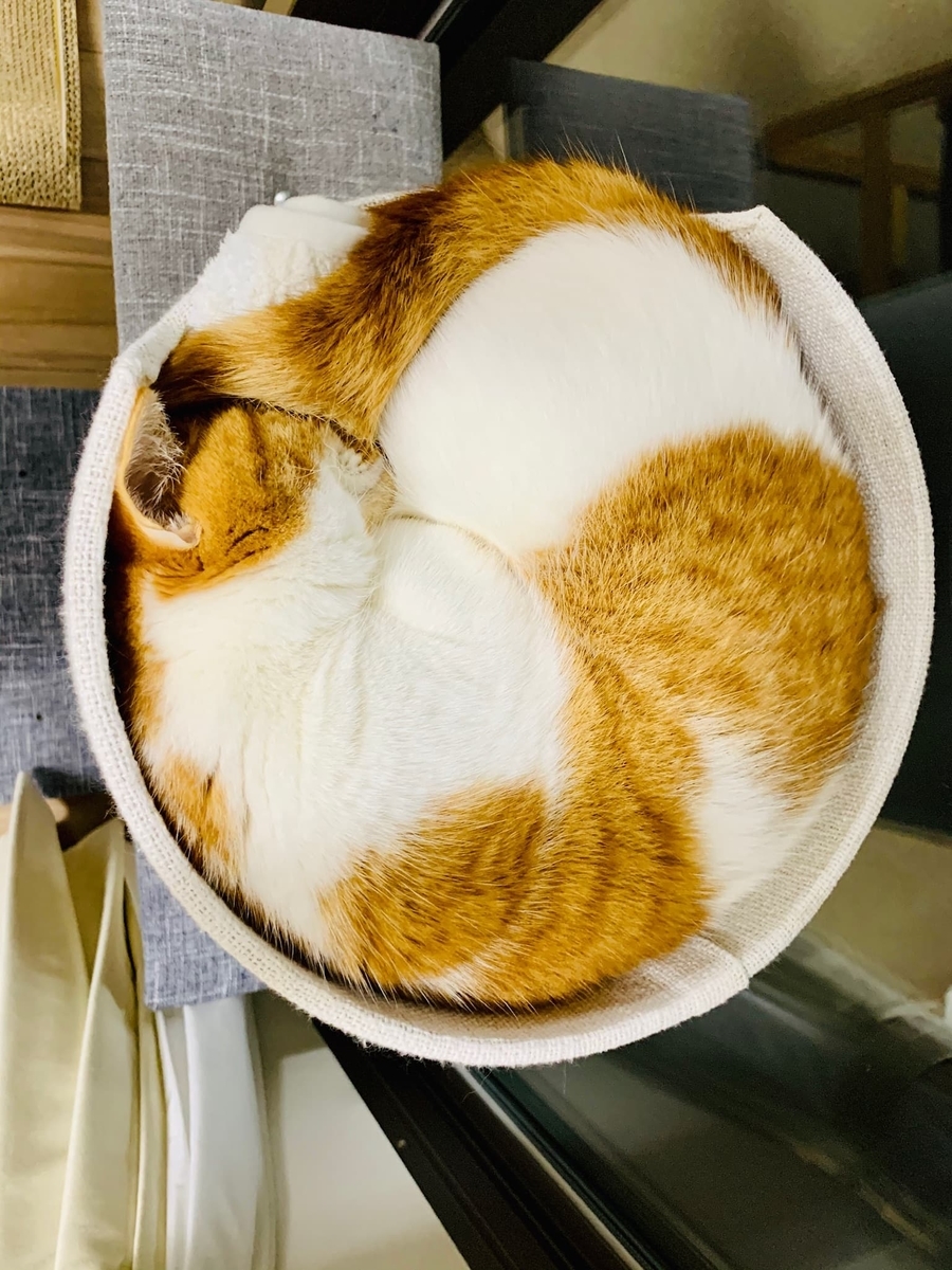 ベーグルモードのるるちゃん