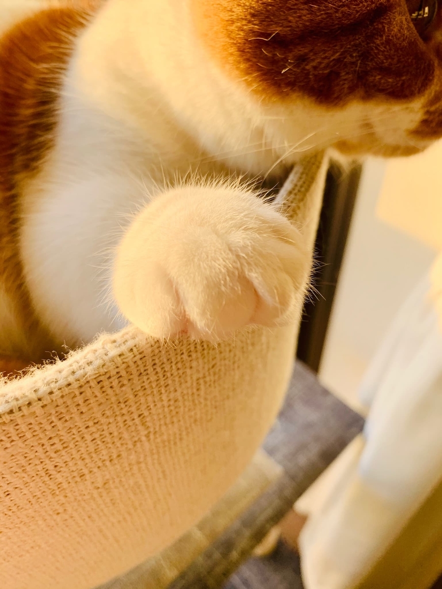クリームパンなおてて