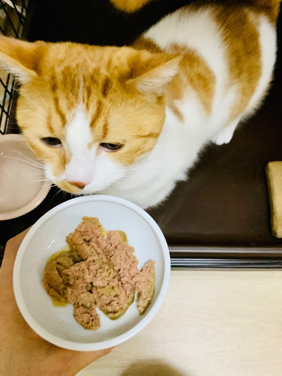 ご飯を食べようとするるるちゃん