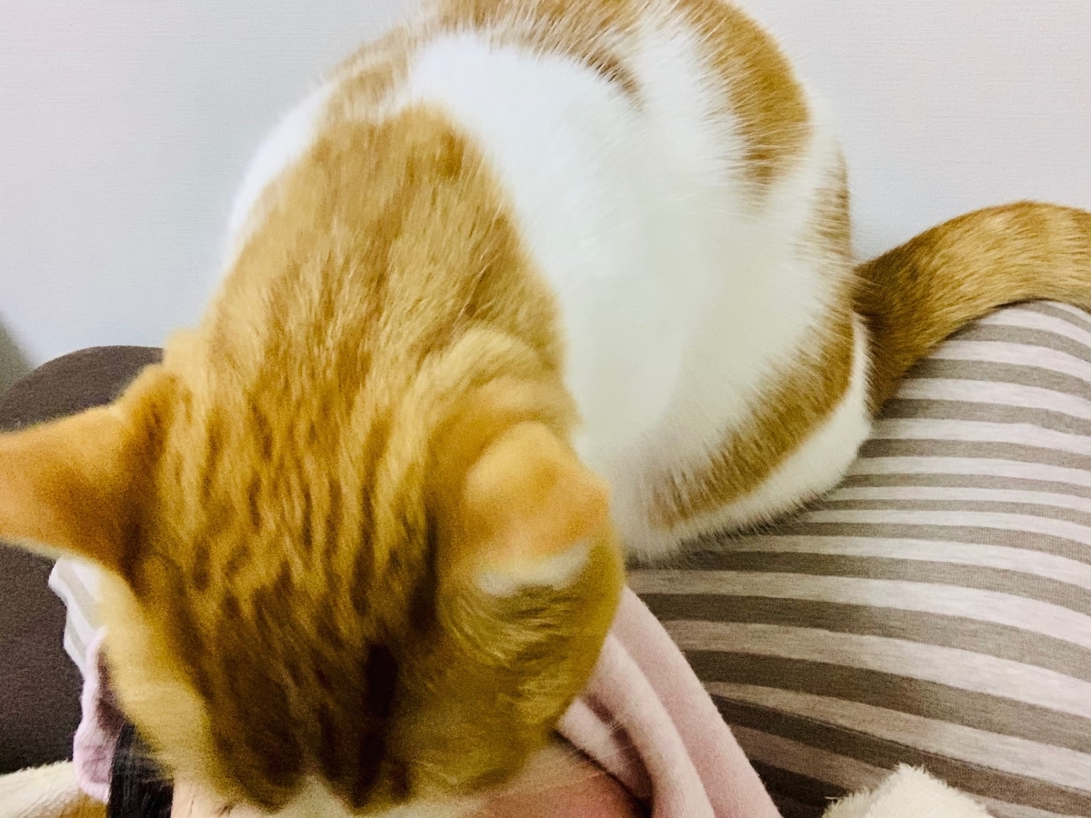鼻をペロペロしてくれるるるちゃん2