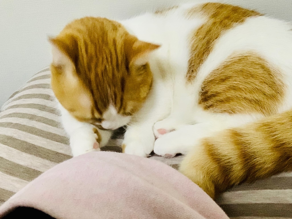一緒の枕でお昼寝してくれるるるちゃん
