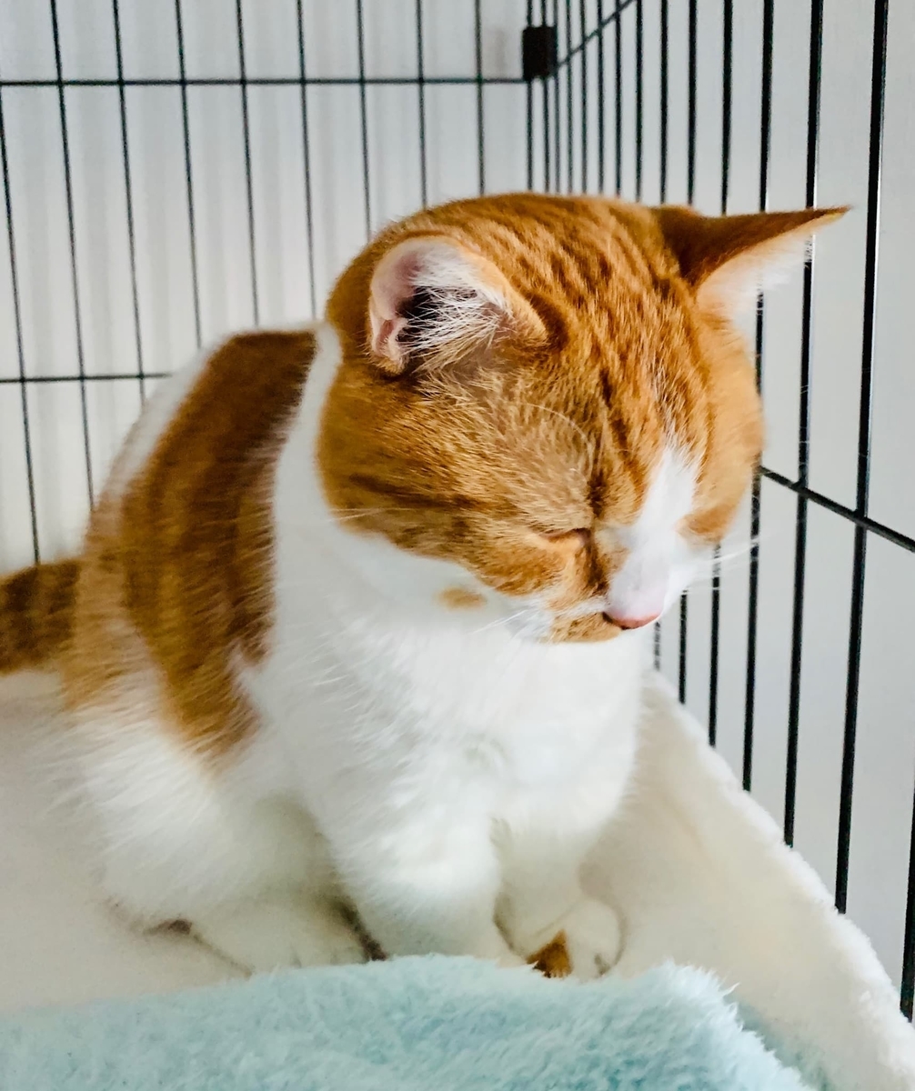 ケージでお昼寝するるるちゃん