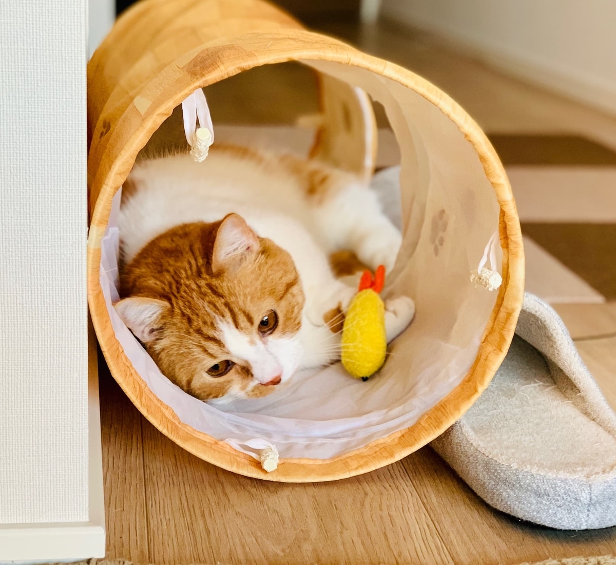 エビフライをくわえて歩くるるちゃん5