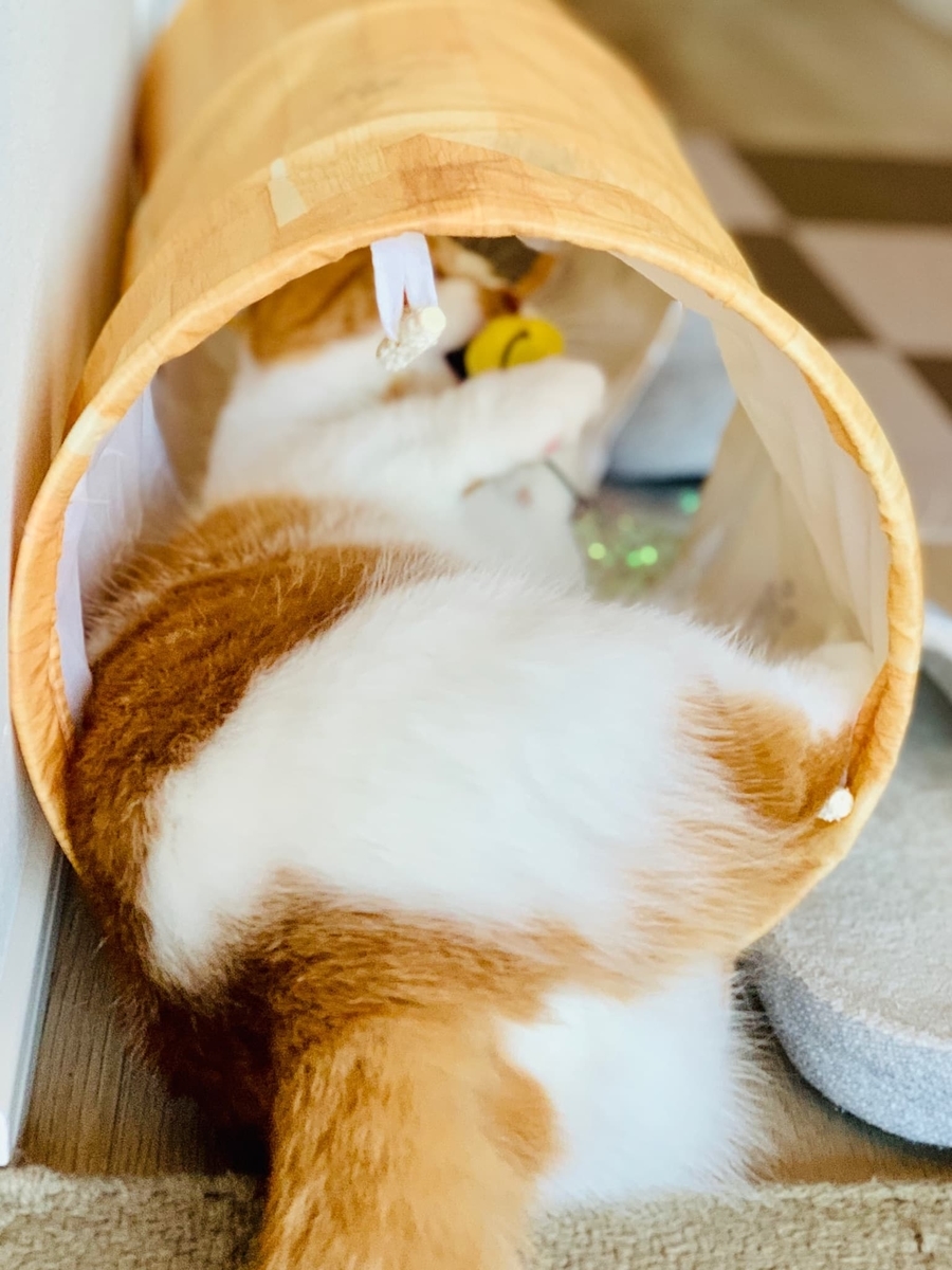 エビフライと遊ぶるるちゃん2