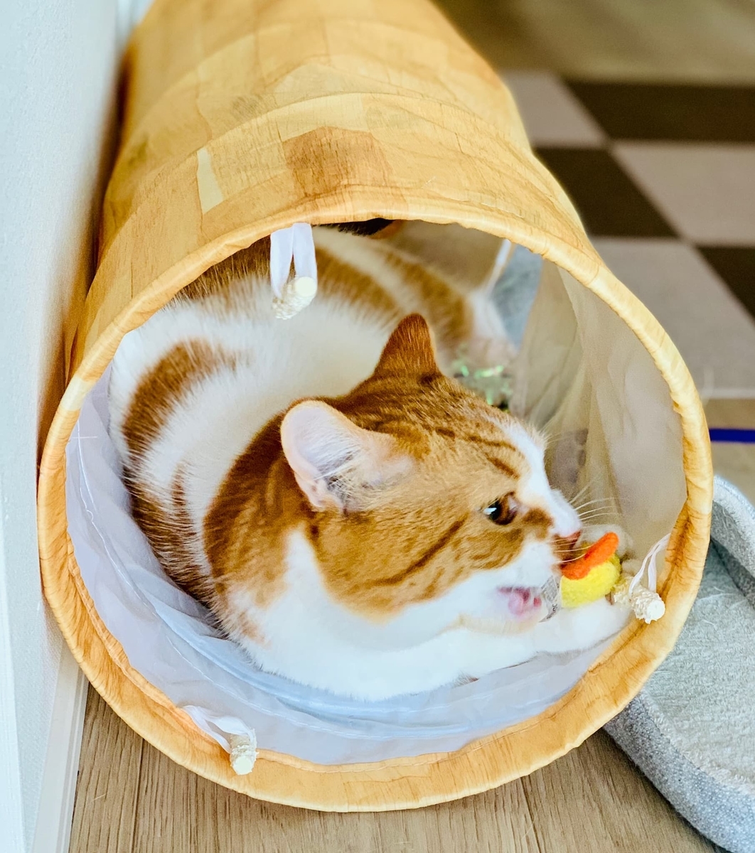 エビフライと遊ぶるるちゃん1