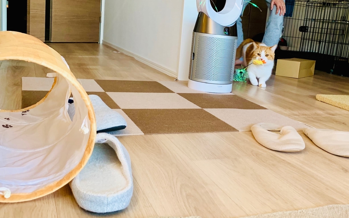 エビフライをくわえて歩くるるちゃん1