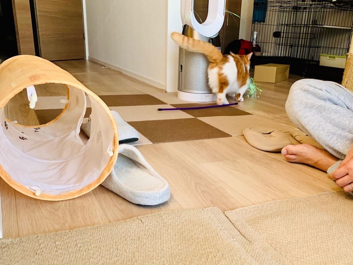 エビフライをくわえて戻るるるちゃん3
