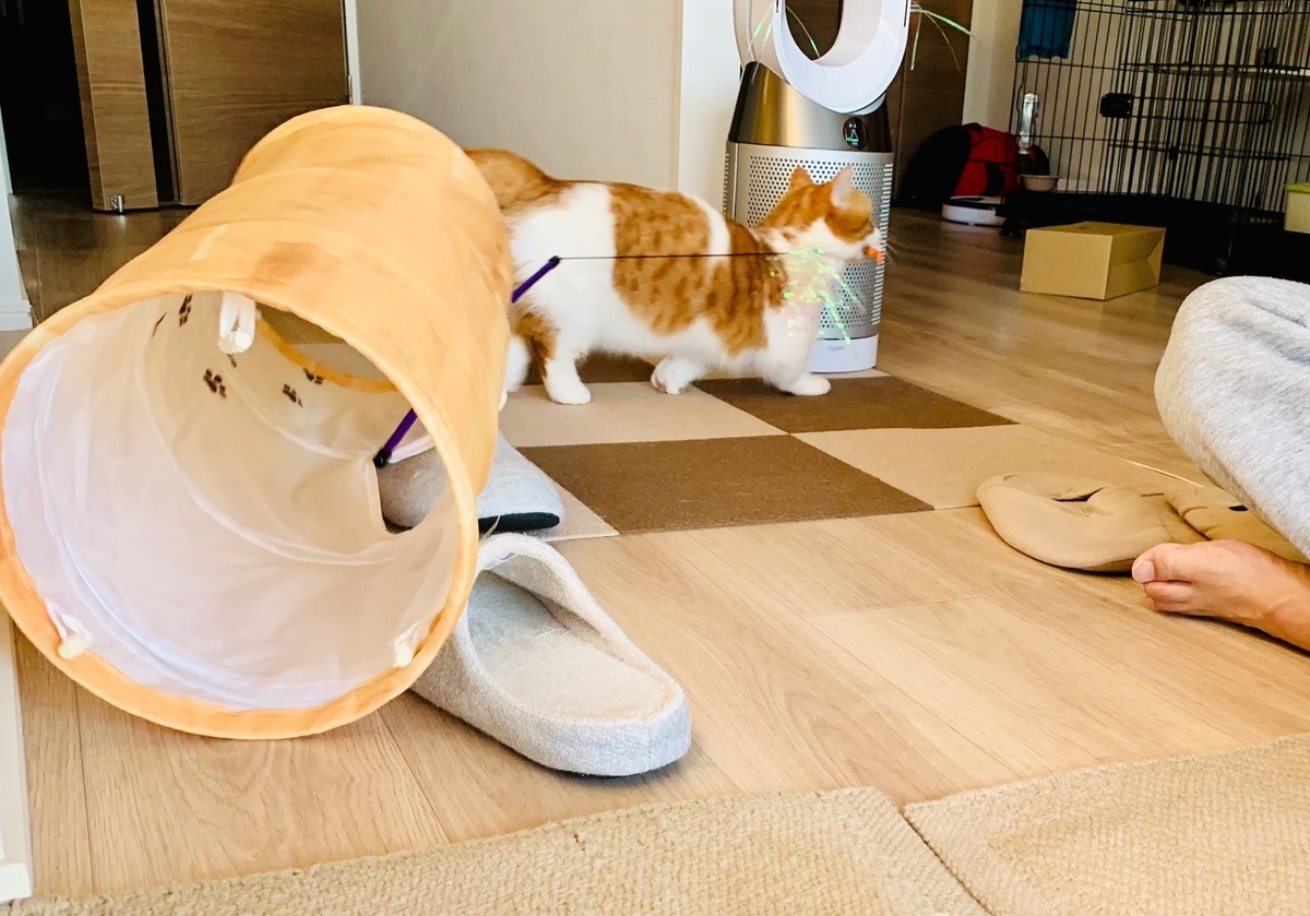 エビフライをくわえて戻るるるちゃん2
