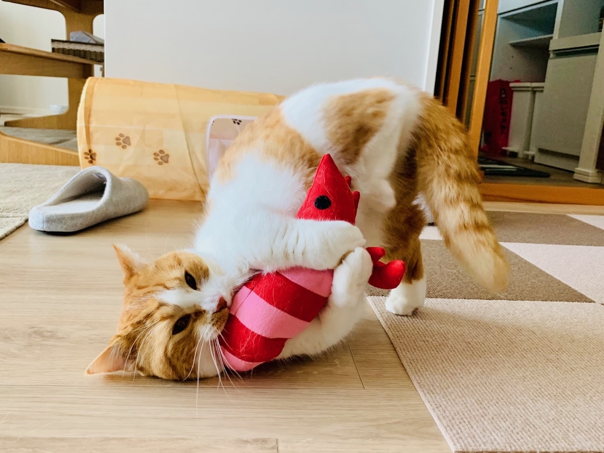 エビと格闘するるるちゃん1