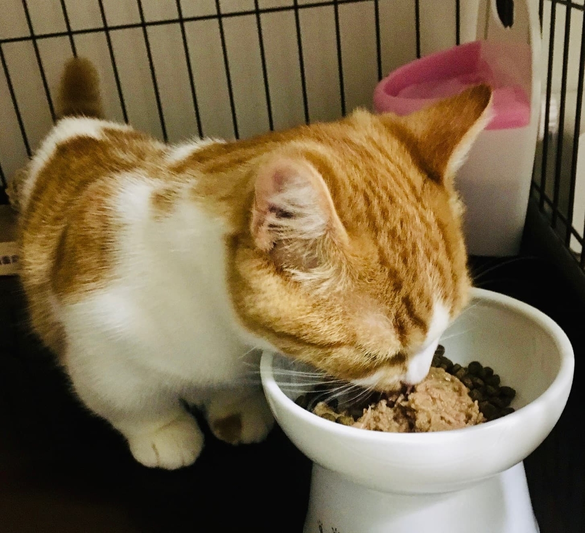 子猫時代の食が進まないるるちゃん