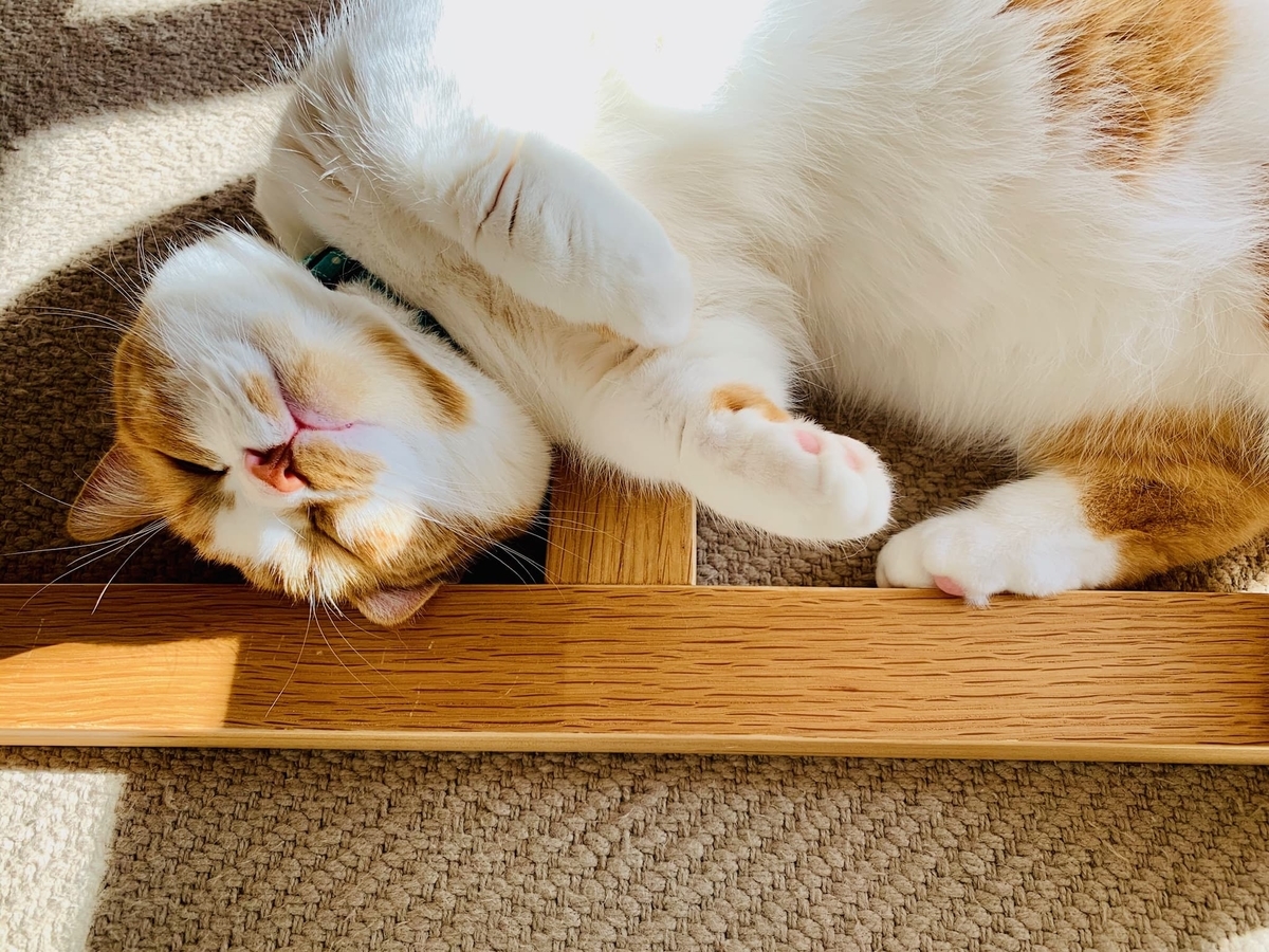 リラックスするるるちゃん