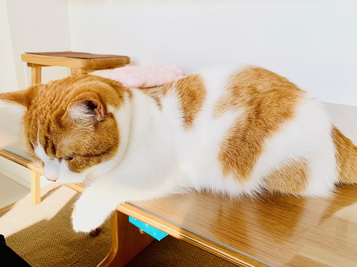 首輪が毛に埋もれるるるちゃん2