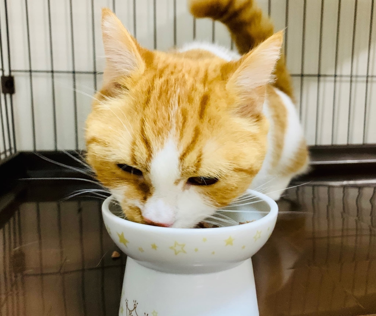 元気にご飯を食べるるるちゃん