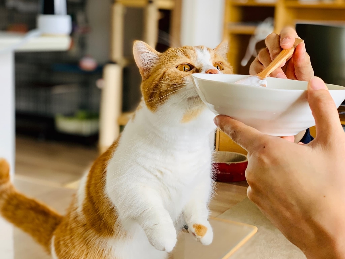 ヨーグルトを欲しがるるるちゃん2