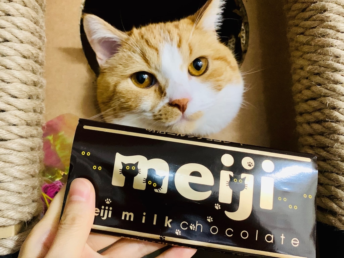 るるちゃんと明治のチョコレート