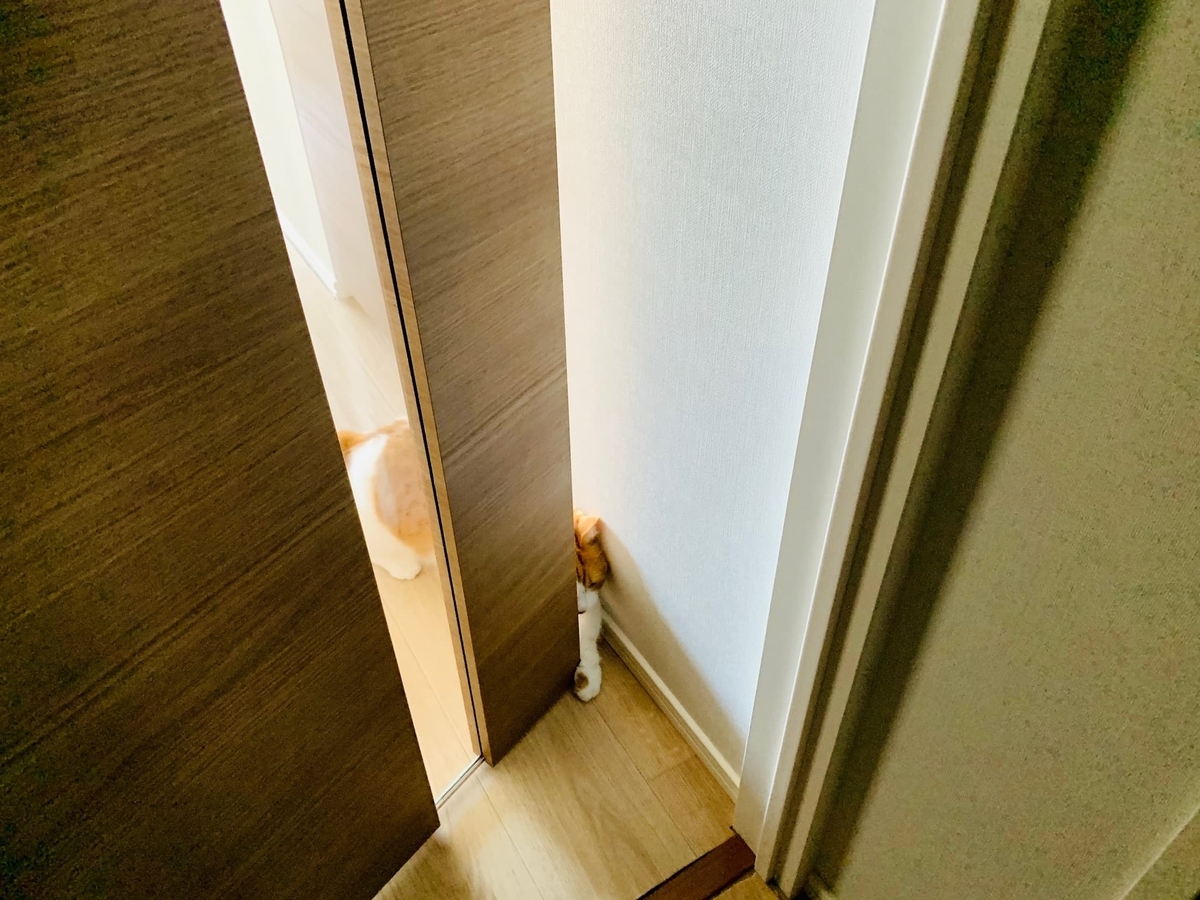 隙間をうまく引くるるちゃん2