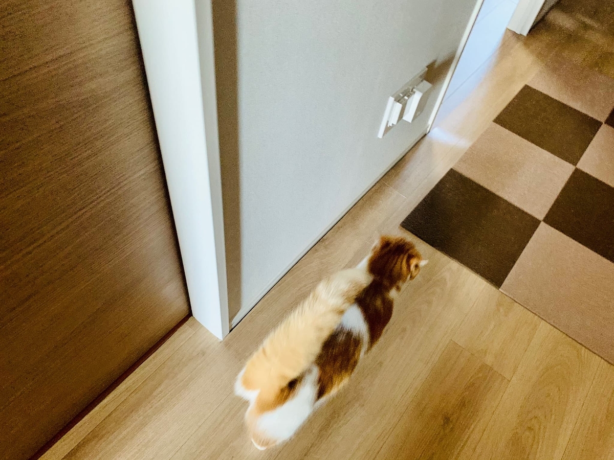 ドアの隙間を切り抜けたるるちゃん