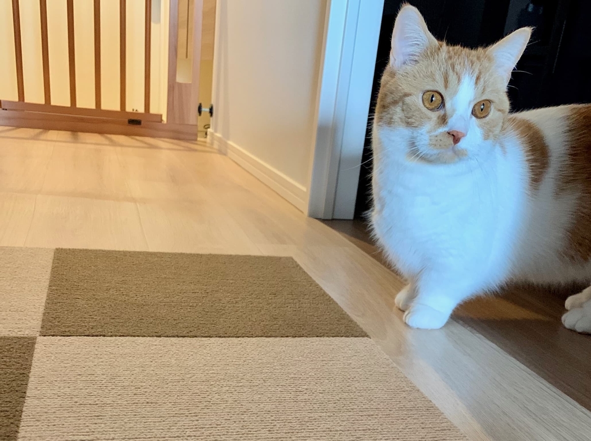 部屋から出てきたるるちゃん