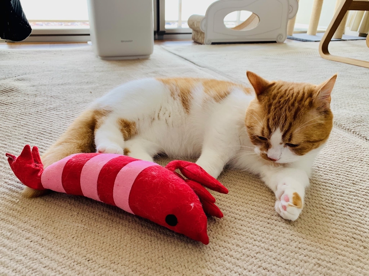 エビとるるちゃん7