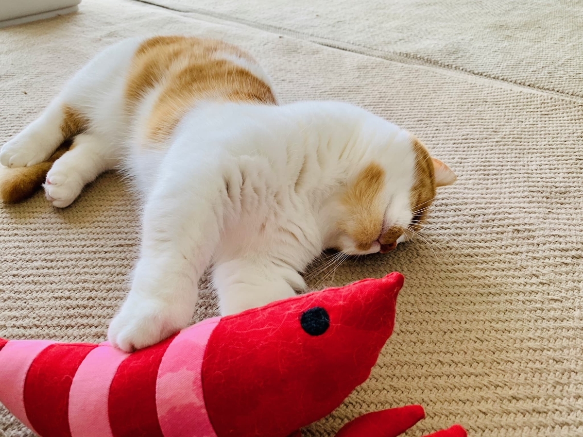 エビとるるちゃん11