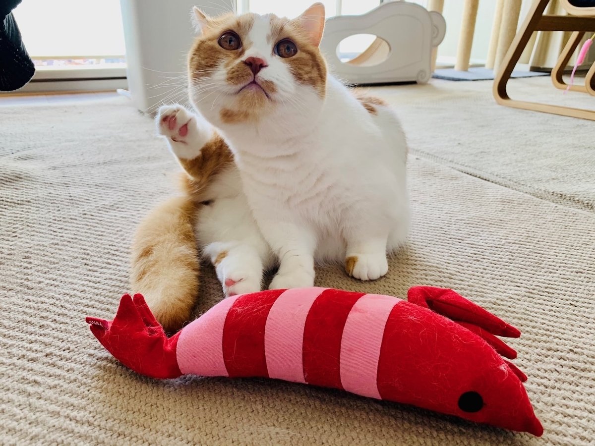 エビとるるちゃん9