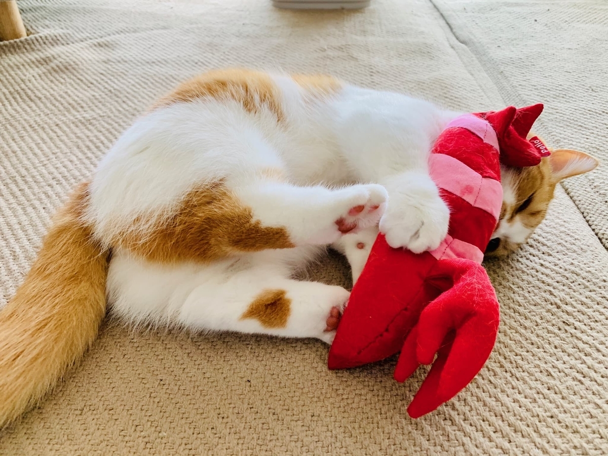エビとるるちゃん2