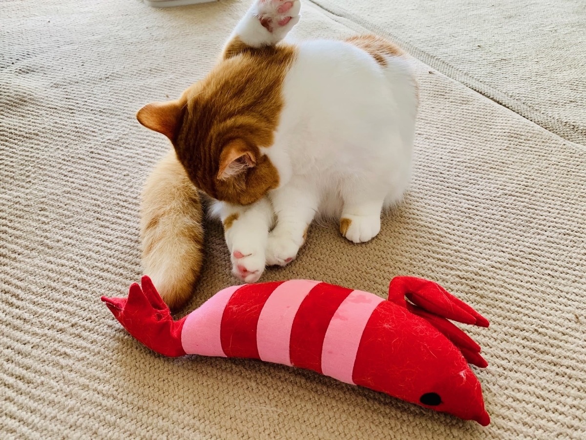 エビとるるちゃん8