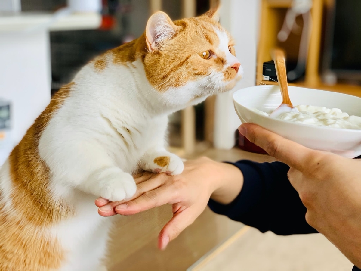 ヨーグルトとるるちゃん2