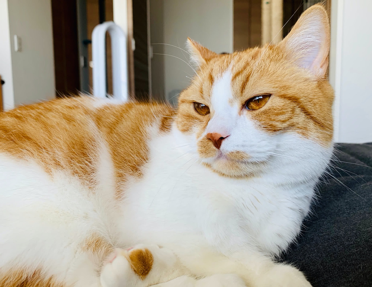 猫学 またたびの概要や効果 わがやの体験談をまとめてみました 短足マンチカン るるである