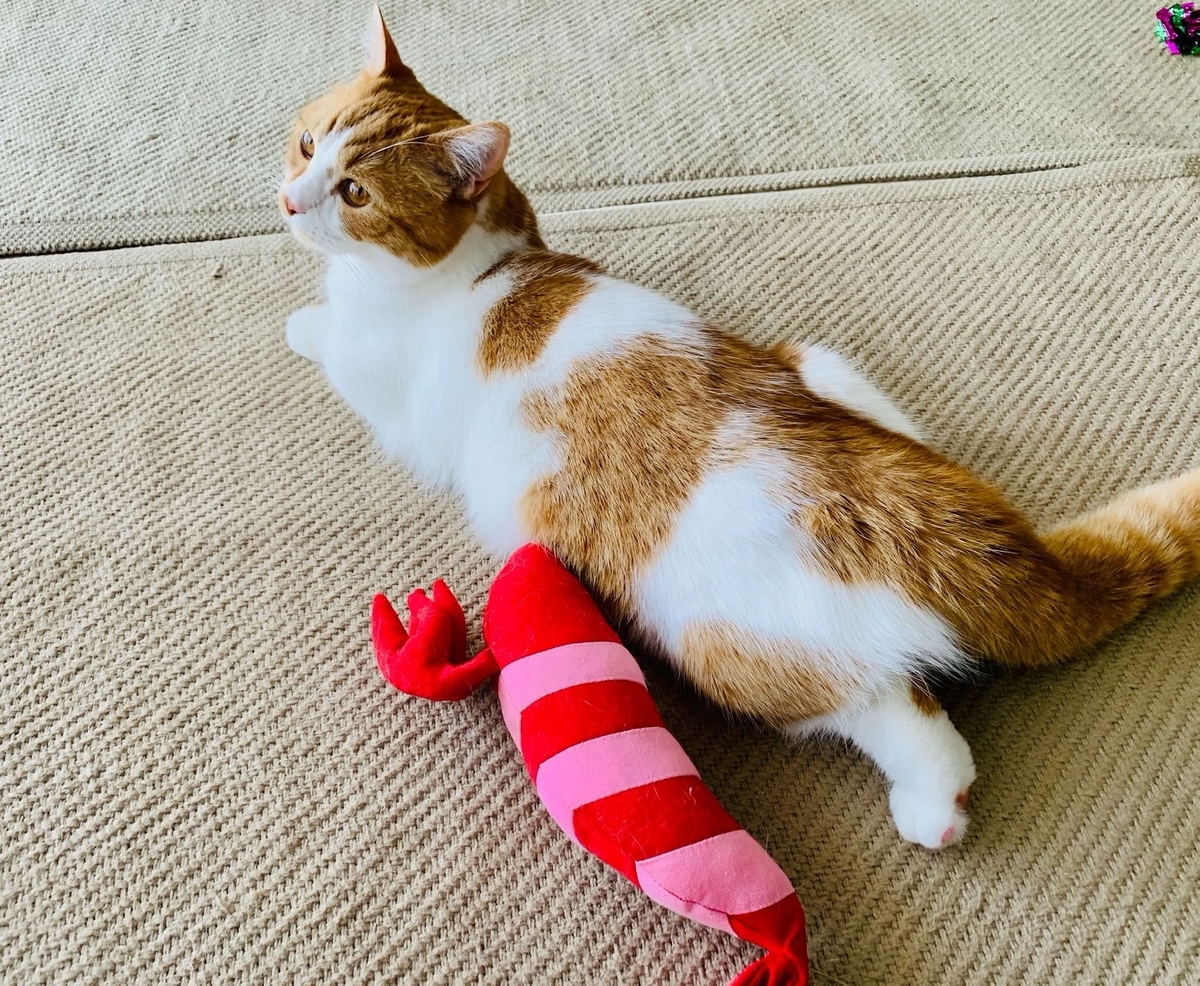 猫学 またたびの概要や効果 わがやの体験談をまとめてみました 短足マンチカン るるである