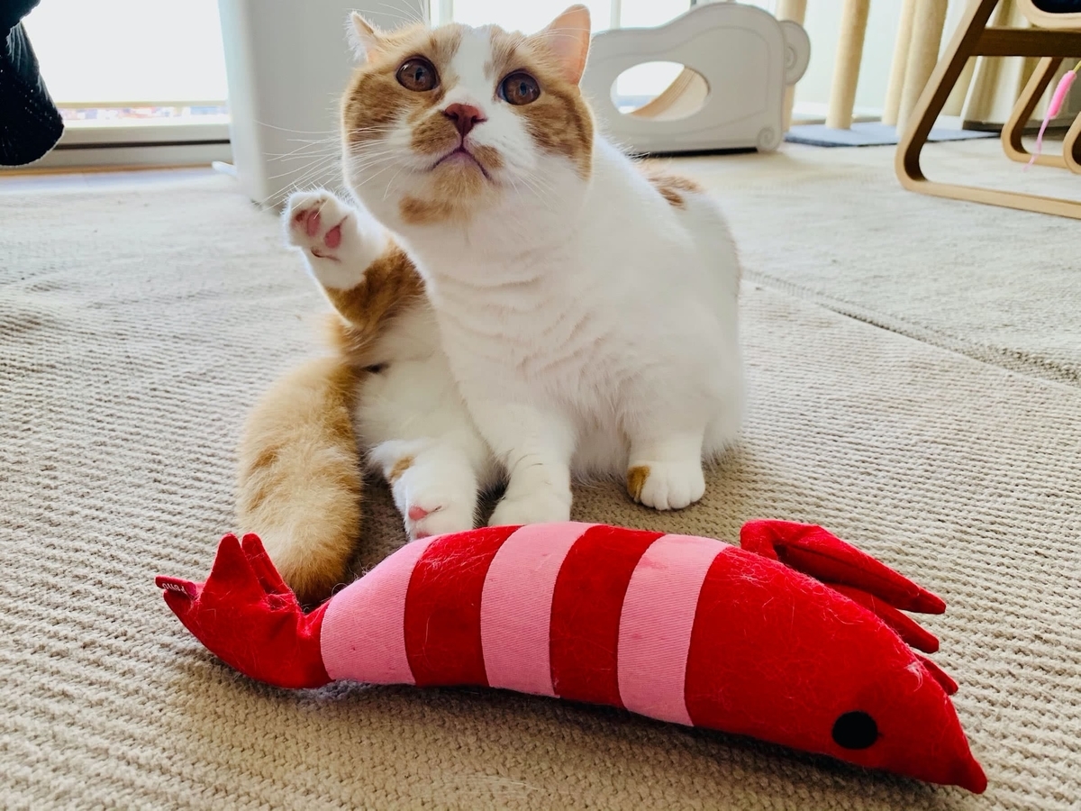 猫学 またたびの概要や効果 わがやの体験談をまとめてみました 短足マンチカン るるである