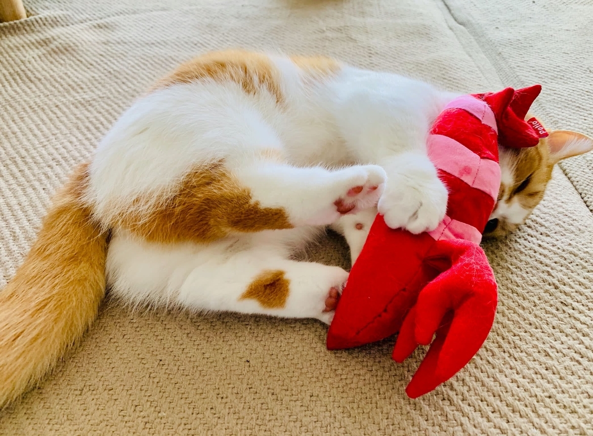 猫学 またたびの概要や効果 わがやの体験談をまとめてみました 短足マンチカン るるである